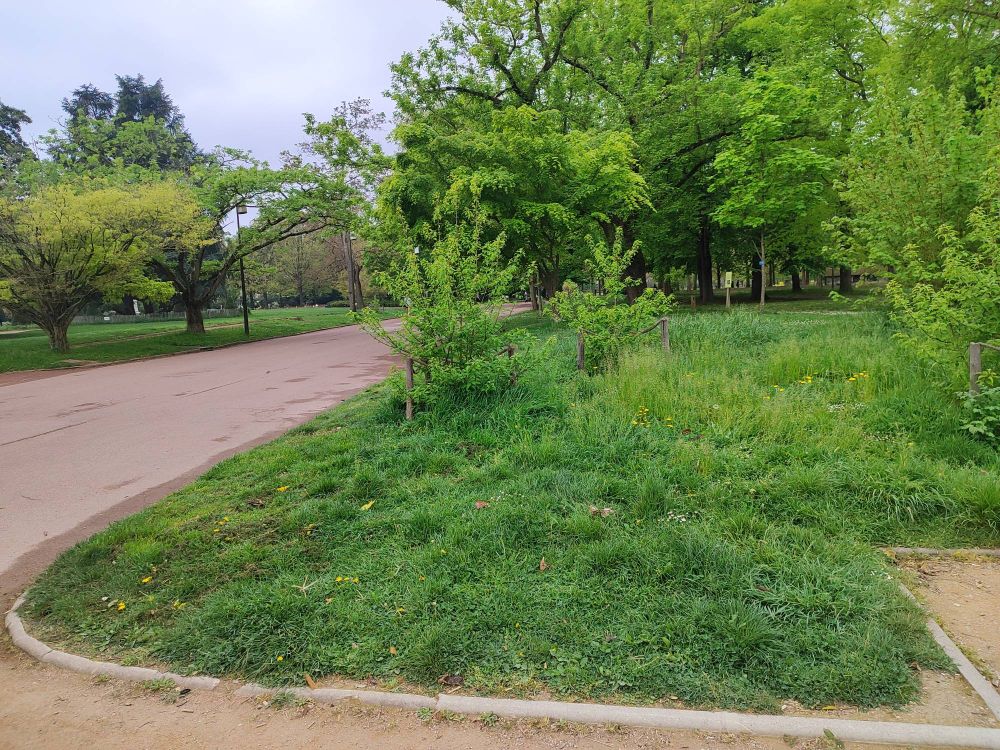 Pelouse bien verte dans le parc de la Tête d'Or à Lyon.