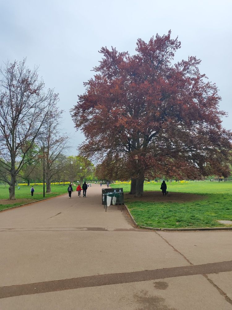 Un Fagus sylvatica à l'entrée du parc de la Tête d'Or.