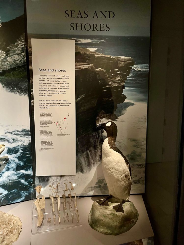 Finally back in its display case, next to a bunch of Great Auk (Pinguinus impennis) bones, leftovers from very early Scottish dinners...