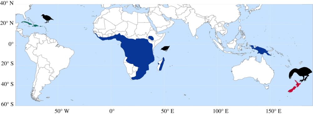 Figure 2 from Oswald et al. (2021): https://doi.org/10.1098/rsbl.2020.0760.
World map showing the historical distributions of cave rails and adzebills and the present distribution of the flufftail family.