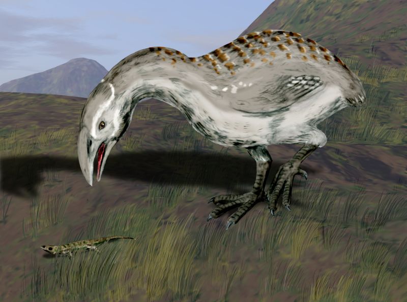Artistic rendition of an adzebill from New Zealand, by Nobu Tamura, from https://commons.wikimedia.org/wiki/File:Aptornis_BW.jpg under CC BY-SA 3.0 (https://creativecommons.org/licenses/by-sa/3.0/deed.en). These beasts are markedly different from flufftails and forest rails as well as cave rails.
