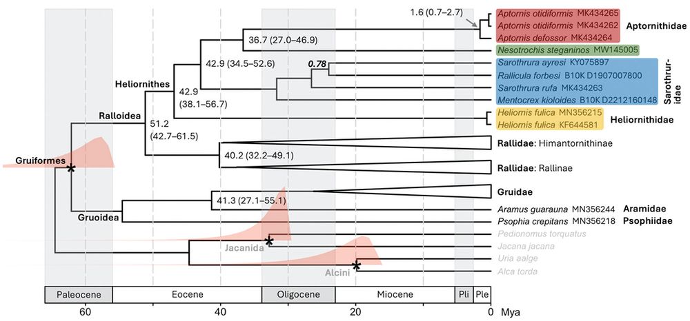 Phylogenetic tree from Figure 2 of Stervander et al (2025): /https://www.avespress.com/uploads/downloads/212/file/AS_2_8_PDFA.pdf.

Caption: Dated phylogeny based on 9,615 base pairs mitochondrial DNA across Gruiformes, with charadriiform outgroups (in grey). With full posterior probability (PP = 1.0), the Cuban cave rail Nesotrochis steganinos Olson, 1974 is the sister taxon of the adzebill family Aptornithidae Bonaparte, 1856, from which it diverged 36.7 Ma. Their most recent common ancestor diverged from the flufftail family Sarothruridae Verheyen, 1957 at 42.9 Ma. Some key nodes are annotated tip-side of the node with the estimated and the 95% highest posterior density for divergence time. Nodes used for time calibrations are marked with asterisks and the calibration density distributions coloured in peach. All nodes shown have PP = 1.0 except one within Sarothruridae labelled with the PP value in bold italics on the root-side of the node. In the geological time scale, Pli = Pliocene, Ple = Pleistocene. Clade colours correspond to Figure 1 and Oswald et al. (2021). This tree is based on a single BEAST run comprising 100 million generations, with 13% burn-in and mean node heights. For other trees, see Data Availability. 