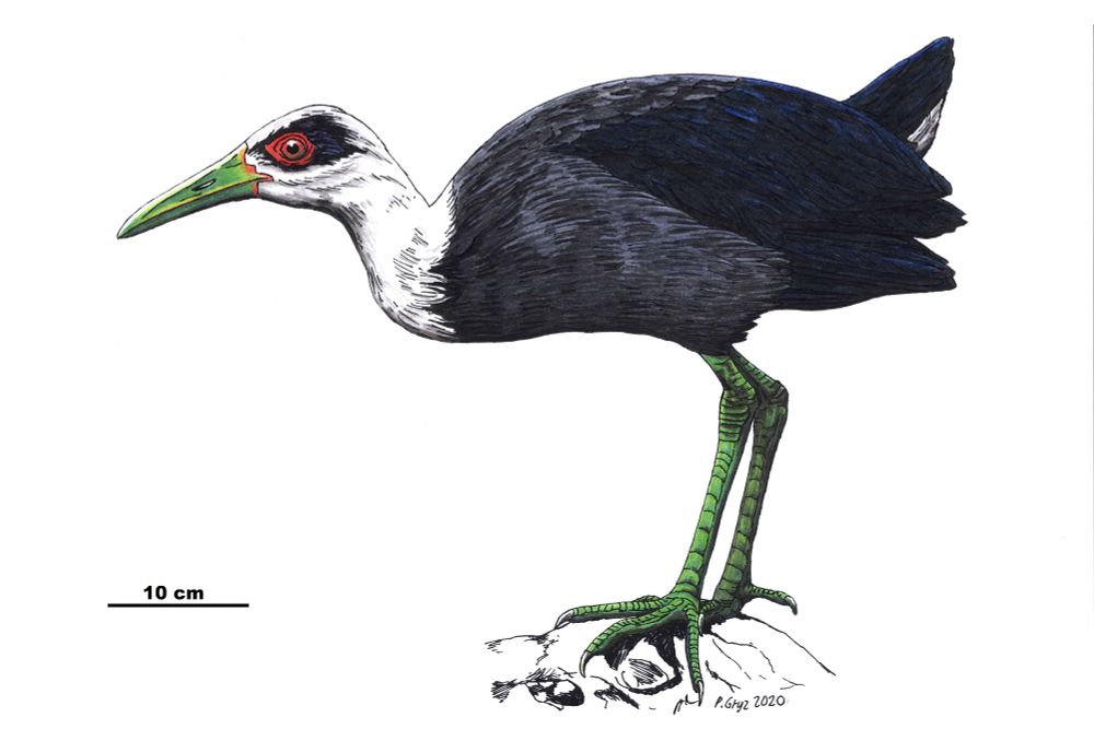 An artistic rendition of the extinct Antillean Cave Rail, Nesotrochis debooyi Wetmore, 1918. ©Piotr Gryz, with permission.