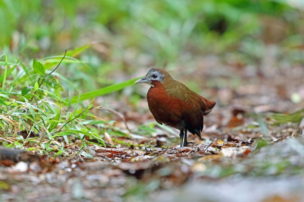 Madagascar Forest Rail (Mentocrex kioloides) also isn't a rail, but part of the flufftail family! Though mitogenome data of Mentocrex have been included in published papers, none were readily available, and we went about creating a de novo assembly, since the inclusion of Mentocrex could be important.

Photo: Nigel Voaden (https://www.inaturalist.org/photos/3550287) under CC BY 4.0 (http://creativecommons.org/licenses/by/4.0/).