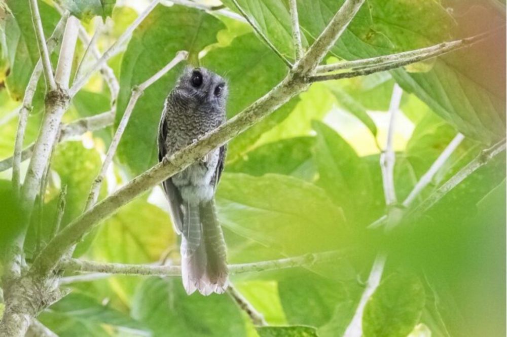 Förändringar i listan - BirdLife Sverige