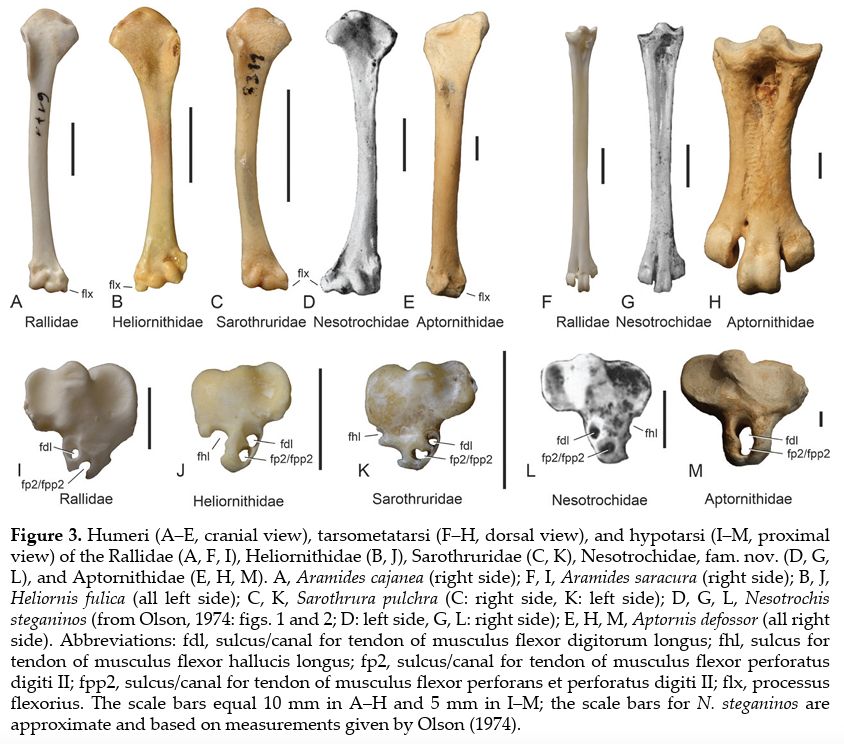 Figure 3 of Stervander et al. (2025): https://www.avespress.com/uploads/downloads/212/file/AS_2_8_PDFA.pdf.

Here, the one and only Gerald Mayr describes the differences in bone morphology between cave rails, rails, flufftails, and sun grebes (Heliornithidae).

Figure caption: Humeri (A‒E, cranial view), tarsometatarsi (F‒H, dorsal view), and hypotarsi (I‒M, proximal view) of the Rallidae (A, F, I), Heliornithidae (B, J), Sarothruridae (C, K), Nesotrochidae, fam. nov. (D, G, L), and Aptornithidae (E, H, M). A, Aramides cajanea (right side); F, I, Aramides saracura (right side); B, J, Heliornis fulica (all left side); C, K, Sarothrura pulchra (C: right side, K: left side); D, G, L, Nesotrochis steganinos (from Olson, 1974: figs. 1 and 2; D: left side, G, L: right side); E, H, M, Aptornis defossor (all right side). Abbreviations: fdl, sulcus/canal for tendon of musculus flexor digitorum longus; fhl, sulcus for tendon of musculus flexor hallucis longus; fp2, sulcus/canal for tendon of musculus flexor perforatus digiti II; fpp2, sulcus/canal for tendon of musculus flexor perforans et perforatus digiti II; flx, processus flexorius. The scale bars equal 10 mm in A‒H and 5 mm in I‒M; the scale bars for N. steganinos are approximate and based on measurements given by Olson (1974). 