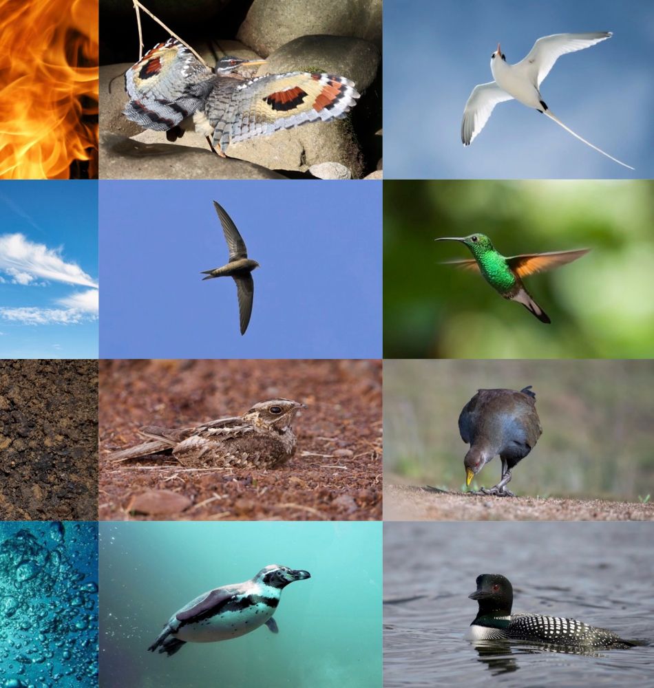 Illustrating Bird10K by reusing my old collage of Elementaves bird species, arranged following the classical elements, from bottom to top, of water, earth, air, and fire. All images with CC0 license, unless otherwise stated. Water: Humboldt Penguin (Spheniscus humboldti), Common Loon (Gavia immer). Earth: Indian Nightjar (Caprimulgus asiaticus) [Hari K Patibanda, https://flic.kr/p/2oM6rs3, CC BY-NC 2.0], Tasmanian Nativehen (Tribonyx mortierii). Air: Common Swift (Apus apus), Stripe-tailed Hummingbird (Eupherusa eximia). Fire: Sunbittern (Eurypygia helias) [Jean Ogden, https://flic.kr/p/2puQRv2, CC BY 2.0], White-tailed Tropicbird (Phaethon lepturus).
