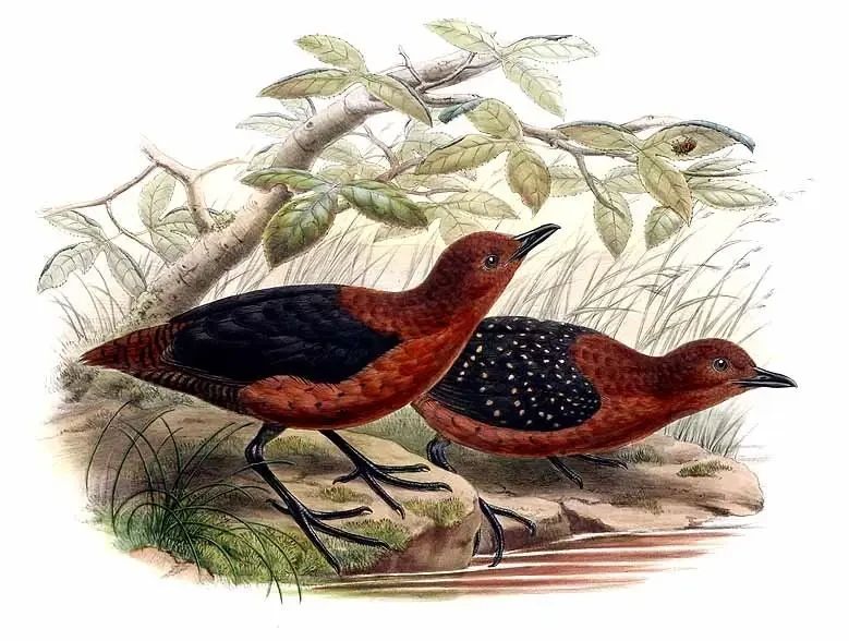 Painting by John Gould of the Forbes's Forest Rail (Rallicula forbesi), CC BY 0.