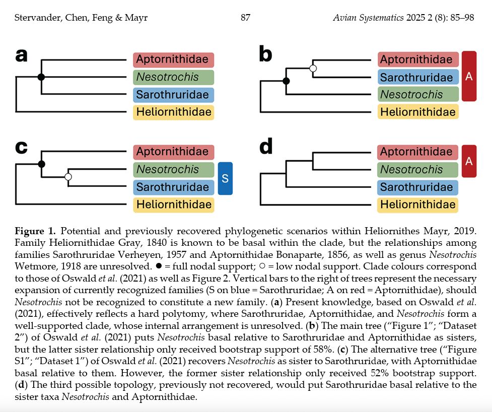 The different tree topologies compatible with Oswald et al. (2021), from our new paper (Figure 1): https://www.avespress.com/uploads/downloads/212/file/AS_2_8_PDFA.pdf. Depending on the exact placement of cave rails (Nesotrochis spp.), on could envision an expanded Sarothruridae (flufftail family) or an expanded Aptornithidae (adzebill family) that comprises Nesotrochis and possibly also the flufftails.

Figure caption: Potential and previously recovered phylogenetic scenarios within Heliornithes Mayr, 2019. Family Heliornithidae Gray, 1840 is known to be basal within the clade, but the relationships among families Sarothruridae Verheyen, 1957 and Aptornithidae Bonaparte, 1856, as well as genus Nesotrochis Wetmore, 1918 are unresolved. ● = full nodal support; ○ = low nodal support. Clade colours correspond to those of Oswald et al. (2021) as well as Figure 2. Vertical bars to the right of trees represent the necessary expansion of currently recognized families (S on blue = Sarothruridae; A on red = Aptornithidae), should Nesotrochis not be recognized to constitute a new family. (a) Present knowledge, based on Oswald et al. (2021), effectively reflects a hard polytomy, where Sarothruridae, Aptornithidae, and Nesotrochis form a well-supported clade, whose internal arrangement is unresolved. (b) The main tree (“Figure 1”; “Dataset 2”) of Oswald et al. (2021) puts Nesotrochis basal relative to Sarothruridae and Aptornithidae as sisters, but the latter sister relationship only received bootstrap support of 58%. (c) The alternative tree (“Figure S1”; “Dataset 1”) of Oswald et al. (2021) recovers Nesotrochis as sister to Sarothruridae, with Aptornithidae basal relative to them. However, the former sister relationship only received 52% bootstrap support. (d) The third possible topology, previously not recovered, would put Sarothruridae basal relative to the sister taxa Nesotrochis and Aptornithidae.