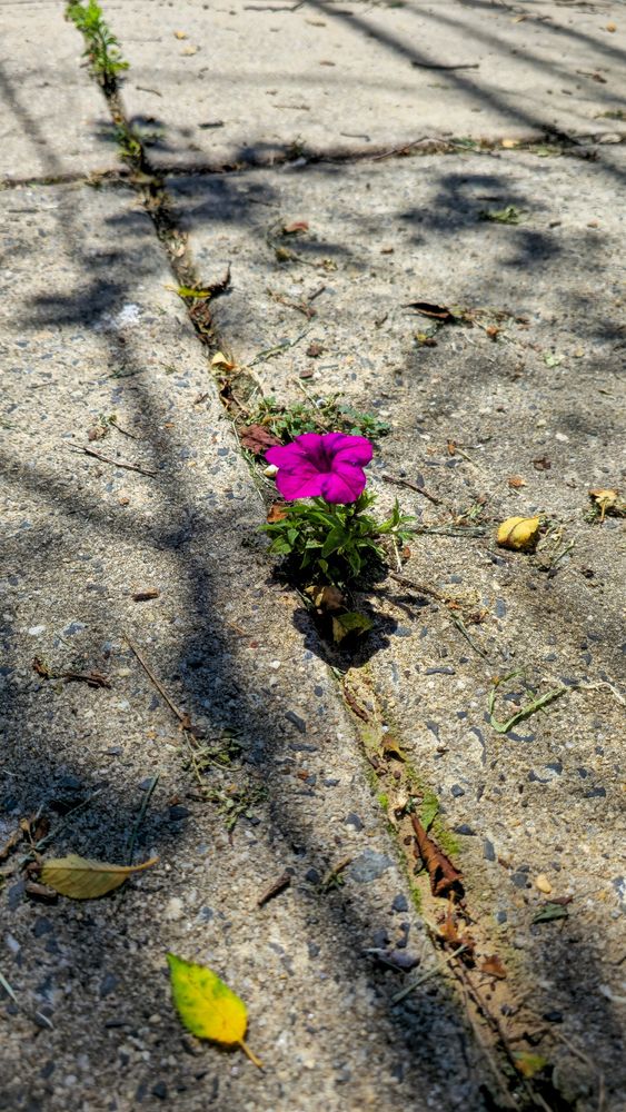 Vibrant purple flower growing out of a sidewalk crack