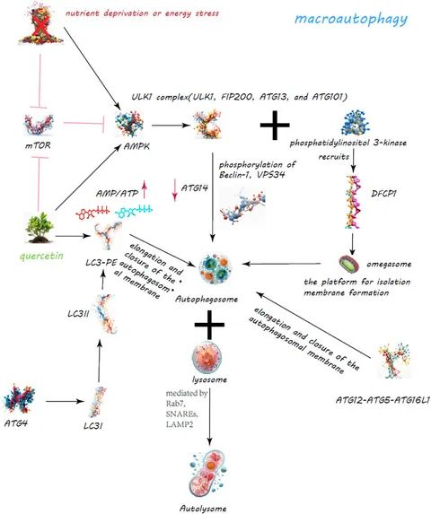 Figure 3. Quercetin’s Enhancement of Macroautophagy for Cellular Regulation. The quercetin’s dynamic role in bolstering macroautophagy is a critical cellular process for maintaining homeostasis through the degradation and recycling of proteins and organelles. Quercetin modulates the mechanistic target of rapamycin (mTOR) pathway and activates AMP-activated protein kinase (AMPK), leading to decreased mTOR activity and the initiation of autophagy.