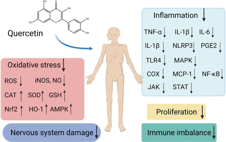 Schematic representation of different signaling pathways and targets by quercetin as a potential therapeutic strategy in autoimmune diseases.
