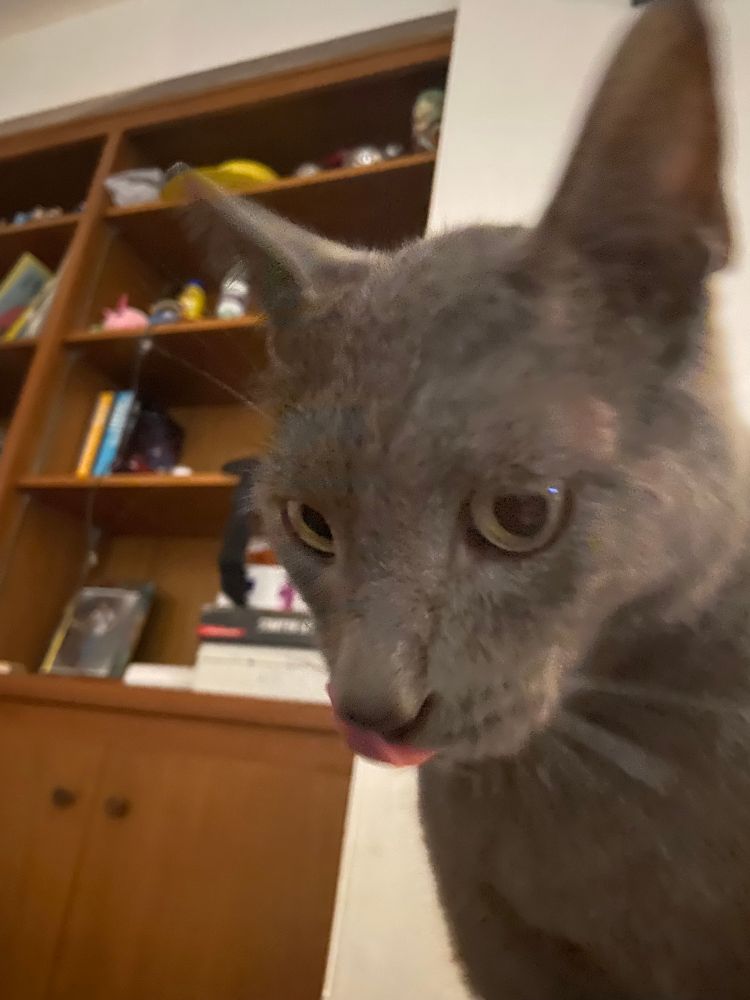 Mlom (Grey cat with his tongue out, his name Felix :3)