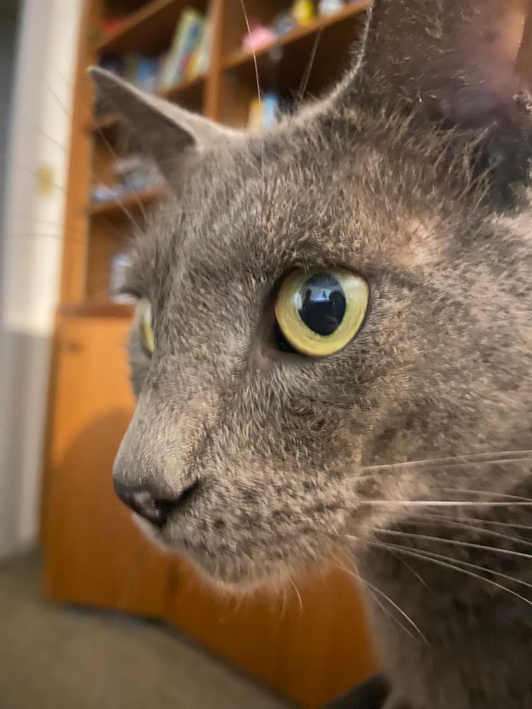 Felix once more. Majestic. Beautiful. Immaculate. He stares into the distance in a dignified manner with a sense of purpose.