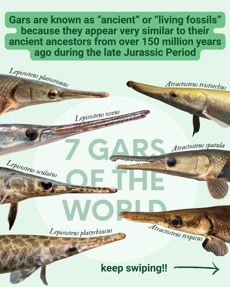 What is a gar??? We’re excited to celebrate Gar Week 2025 with posts by our GarLab team members! Swipe through to learn more about all seven gar species, including our two Minnesota  native gar species: the Shortnose Gar and Longnose Gar. Comment below with your favorite gar fun fact or gar pun!