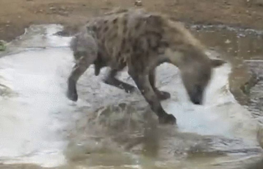 a hyena is walking through a muddy puddle of water .