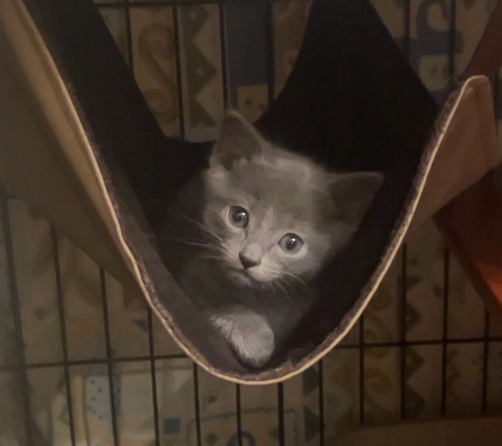 ロシアンブルーのもちづきくん