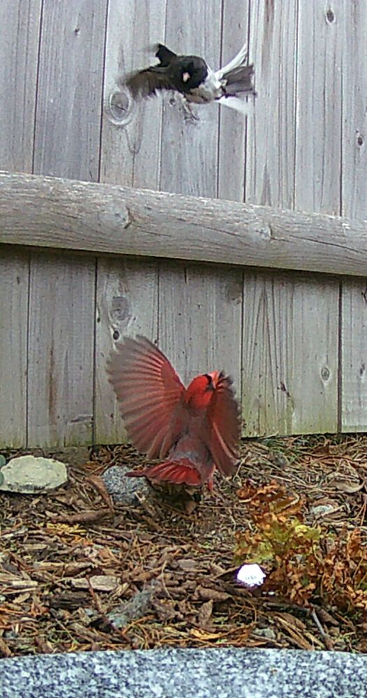 Below, a cardinal on the ground, with wings raised, appears to be scaring away a junco, who is seen as a blur of dark grey and white feathers outlined against the wood fence in the background.