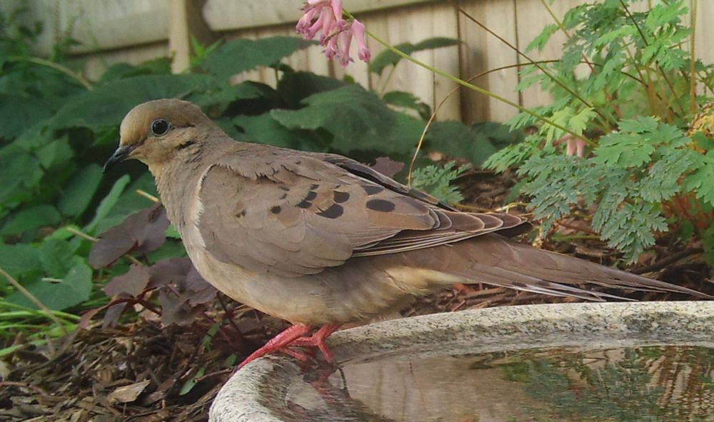 A grey-colored Mourning Dove (black spots showing on the wings) stands on the edge of the shallow stone birdbath, with a garden in the background.