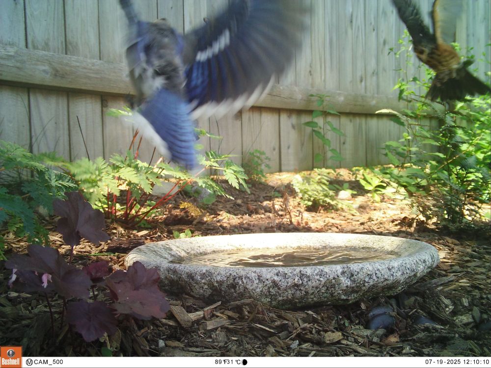 The Blue Jay (on the left) is departing the bird bath. The Robin (on the right) is also departing. The water is swirling due to their interaction and take-off. Both birds are a smear of colors, as they are moving so fast the camera did not catch a sharp image of the birds.
