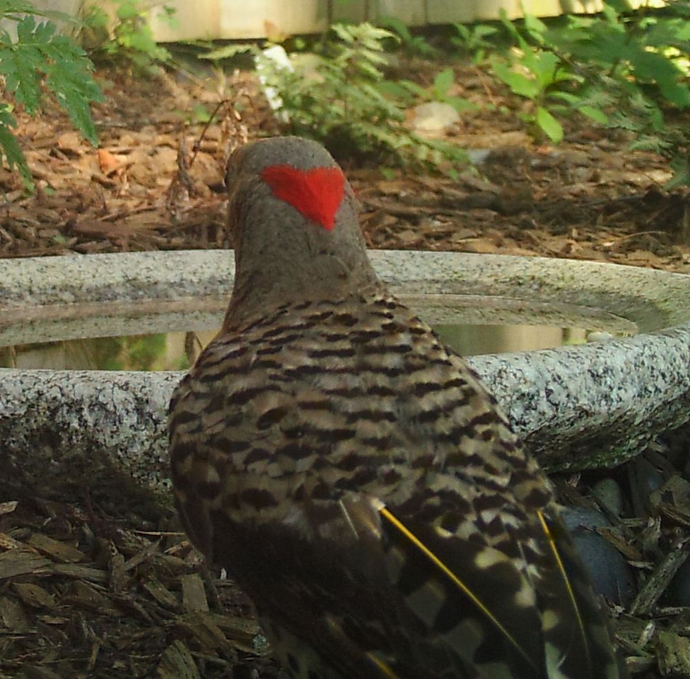 A Northern Flicker is seen from behind - the back of it's grey head has a perfect cape of red that is in the shape of a heart. The back-feathers are ripples of black and grey, with a few yellow feather-quills showing on the wings. Setting is beside a shallow stone bird-bath in a garden.