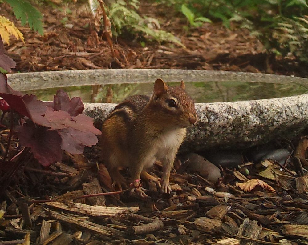 A chipmunk stands in front of a shallow stone birdbath, keeping a sharp eye on the camera. Background is a garden with a wooden fence.