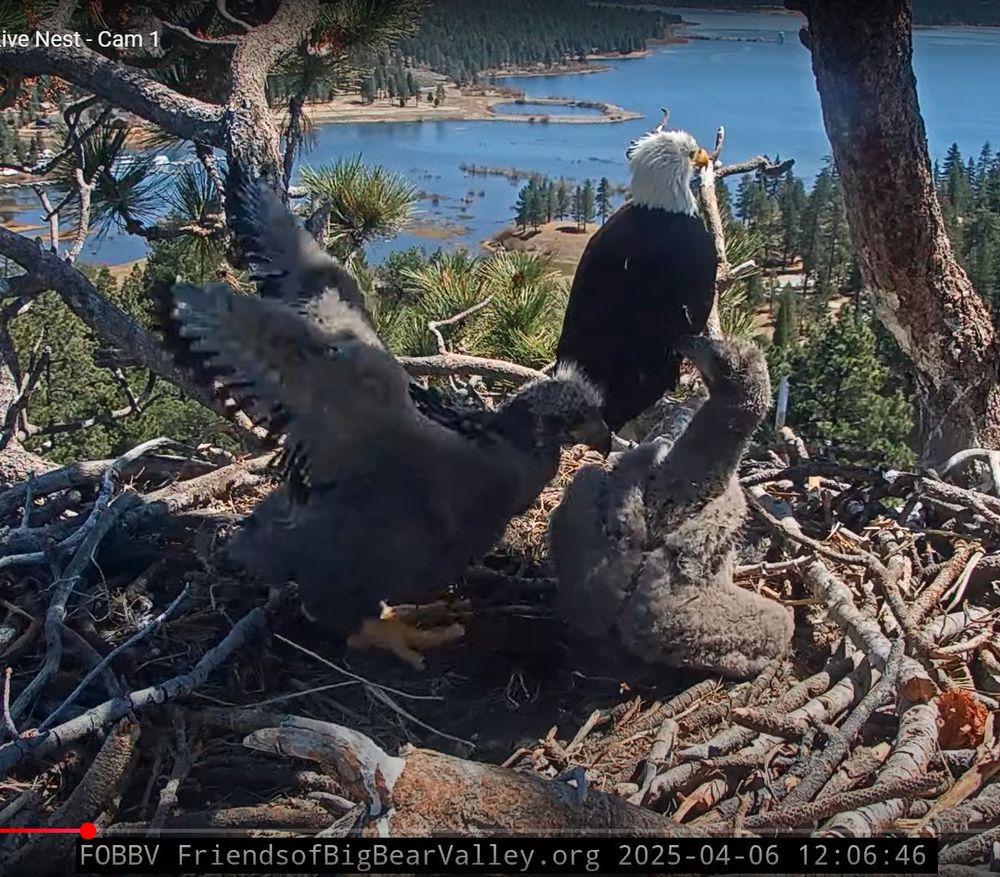 Eagle nest high over a river view.   Adult eagle in the background, the chicks are in the nest - the larger chick (now called Sunny) is stretching it's wings while the other chick (Gizmo) watches.  You can see that the flight-feathers are there and growing quickly.