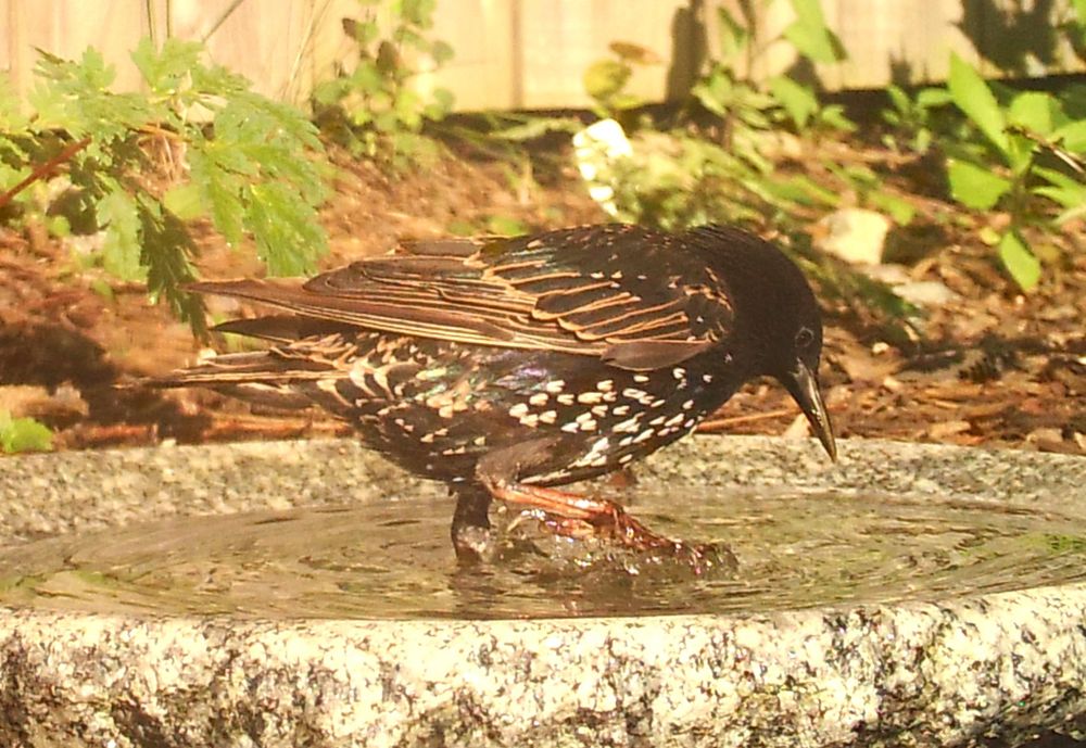 Image shows a black bird standing in a shallow-stone bird-bath. The belly feathers have little 