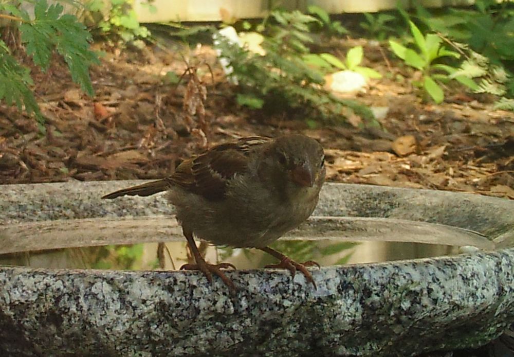 The image shows a sub-drenched flower garden with a shallow stone bird-bath. On the rim of the bird bath, a female house sparrow stares directly at the camera.