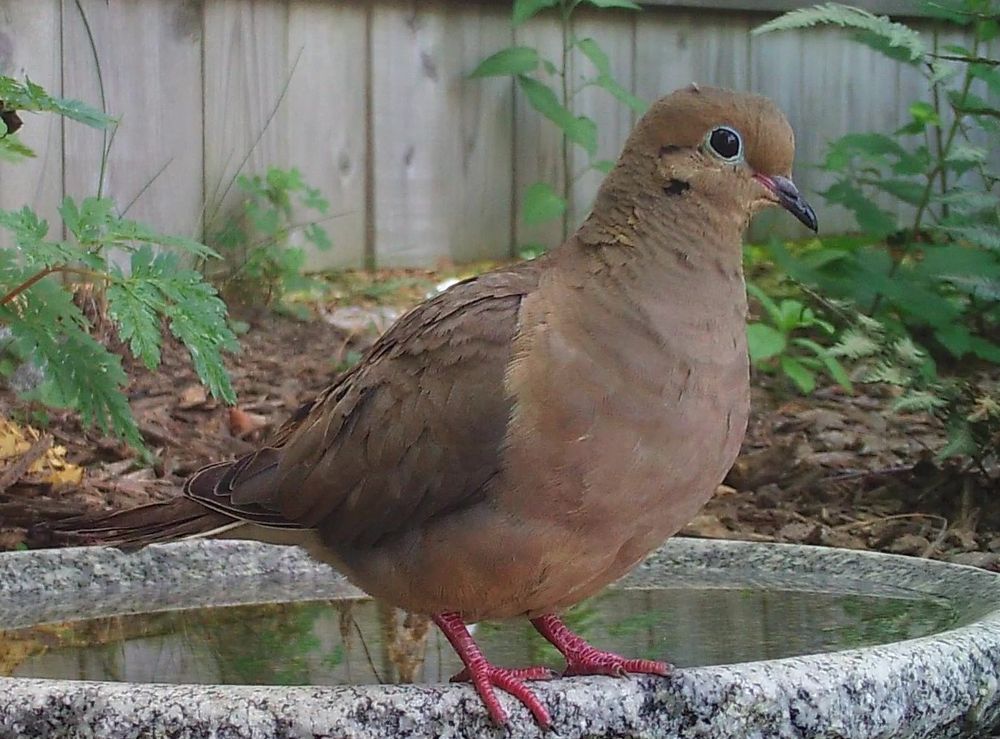 A Mourning Dove sits on the edge of a shallow stone bird-bath, regarding the camera. The sharpness of the black-iris with a thin white ring stands out from the softer warmer brown/tan color of the feathers. The context is a garden with a wooden fence.