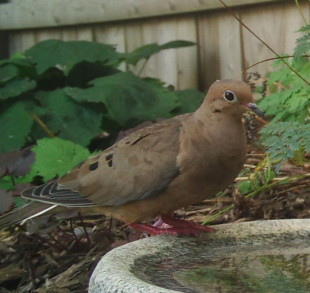 A Mourning Dove stands on the edge of a shallow stone bird bath, showing of it's dappled feathers. In the background is a garden with a wooden fence.