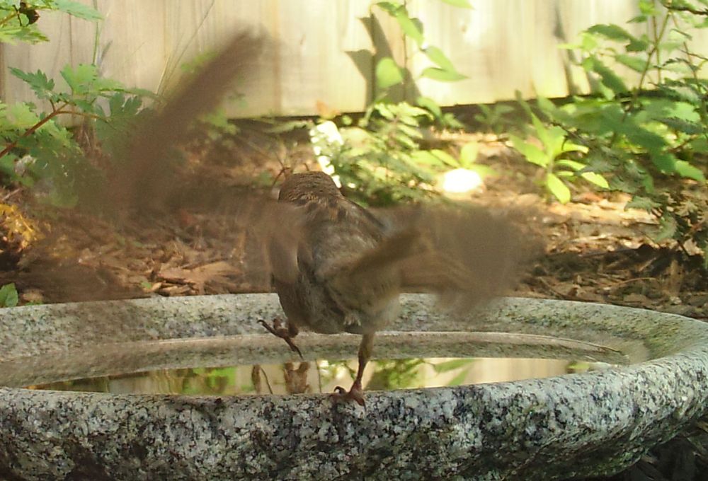 House sparrow is landing at the shallow stone bird bath. The camera has caught the bird just as its feet touch the bath - one is raised, and the other is resting on the edge of the bath. The slant of the bird, when added to the blurry slightly wings (which look all wrong) makes it look like the bird is off balance - waving it's arms and about to fall over.