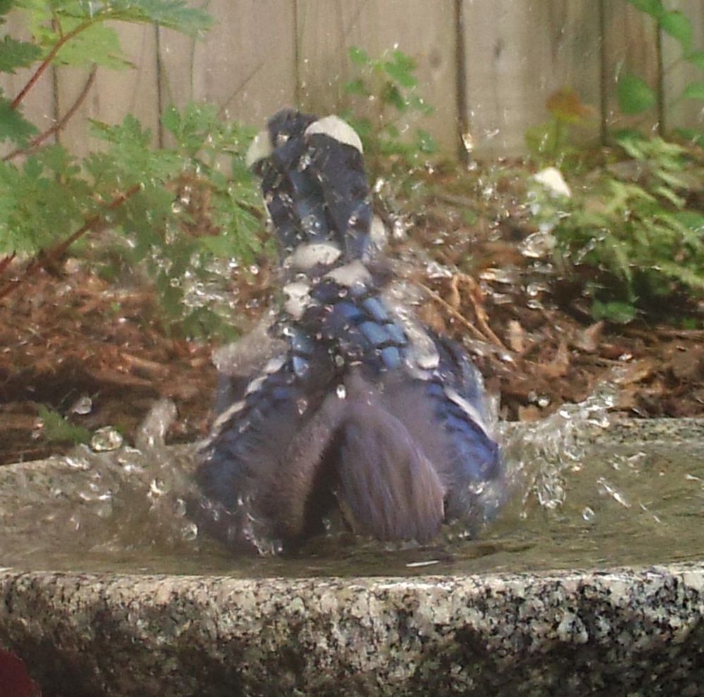 Blue Jay in the middle of a bath, head down in the bird-bath, tail vertical making a triangular shape with a flag of blue and white on the top.
