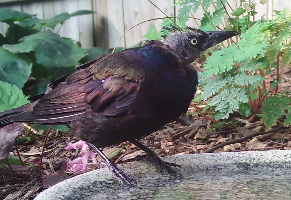 The grackle is standing at the rim of a shallow stone bird bath, and is drinking from it. The feathers on his head are mostly missing, showing the skin underneath and giving him a very weird appearance. However, the early morning light shows how the rest of his feathers glisten with a whole array of beautiful colors. The background is a garden with a wooden fence.