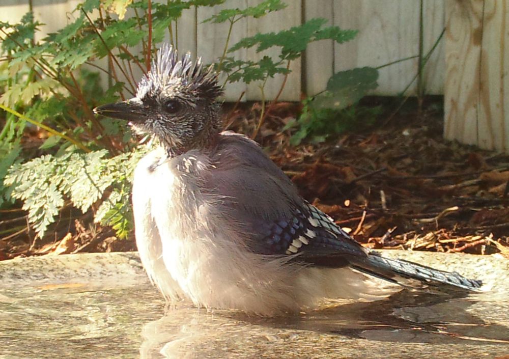 A Blue Jay faces the morning sun, and is showing how soft the feathers on the belly are - as it stands in a shallow stone bird-bath. The feathers on its head look unusual - they are growing in - and stand out in the light.