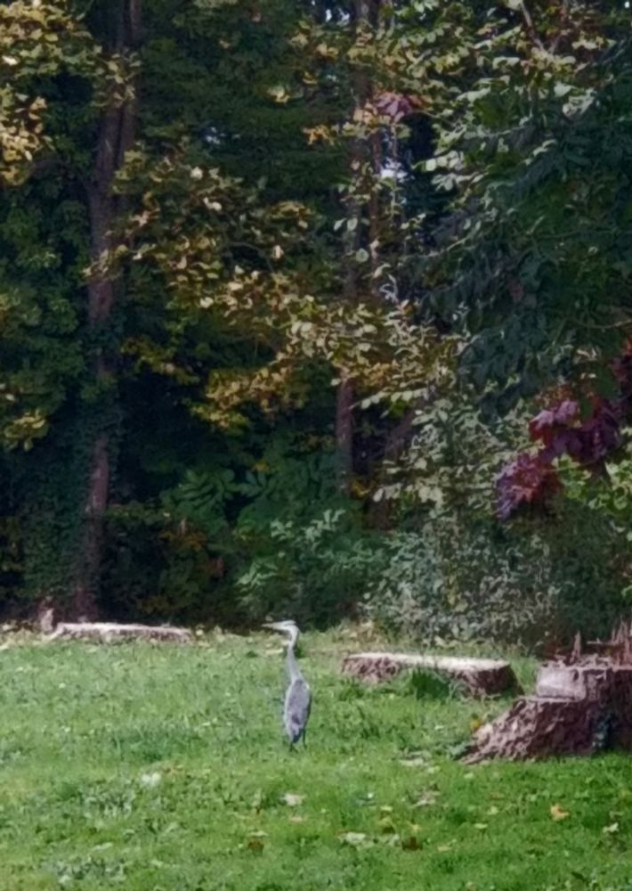 Héron dans un parc