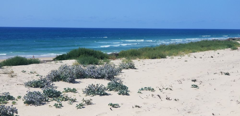Dune côte Atlantique 