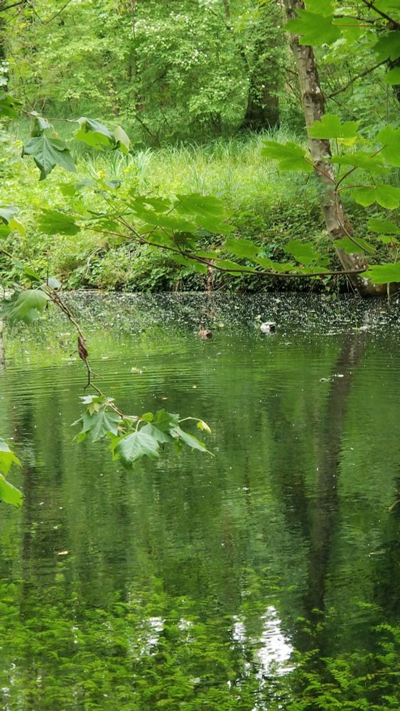 Plan d'eau rivages verts arborés 