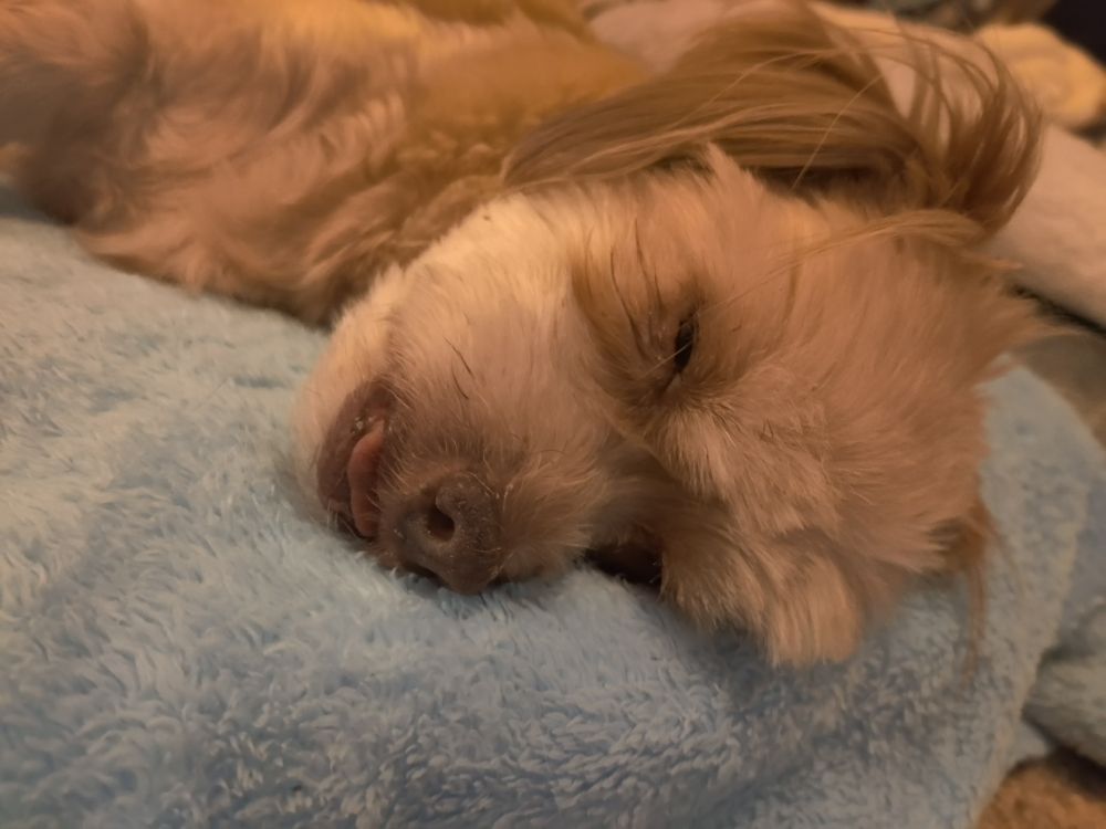 A small tan shih-tzu mix of a dog lies sleeping, with his tongue poking out just slightly.