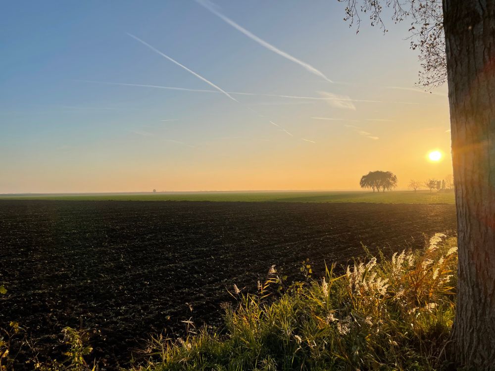 A tree trunk frames the shot to the right. Grassy bank in the foreground is glowing in the setting orangey sun which is just above some trees in the distance. It’s contrasted by a dark, ploughed field which takes up most of the photo. There are a couple of contrails in the sky. 