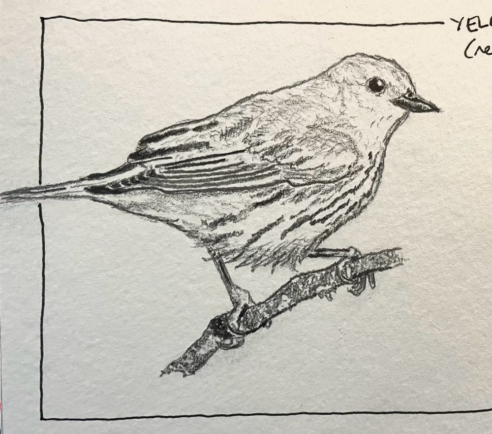 A second pencil drawing of the same warbler with much more accurate proportions, improved definition, and more detailed shading.