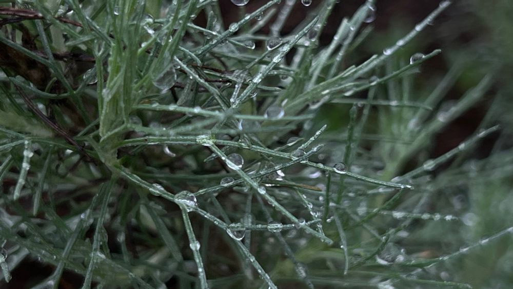 water droplets on rosemary-looking needles