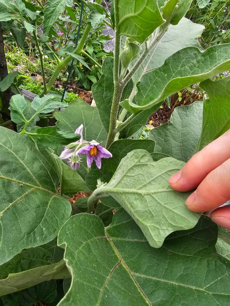 Photo of an eggplant with multiple flowers (purple w yellow centers), only one of which is open amd facing the camera. A pale skinned hand in the foreground is pulling back a smaller leaf for a better view