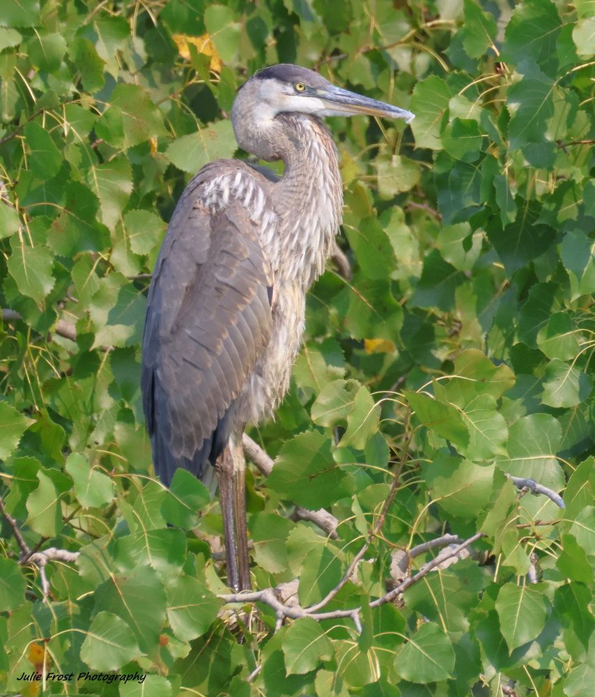 A great blue heron perched in a tree, standing out against a background of green leaves. 
