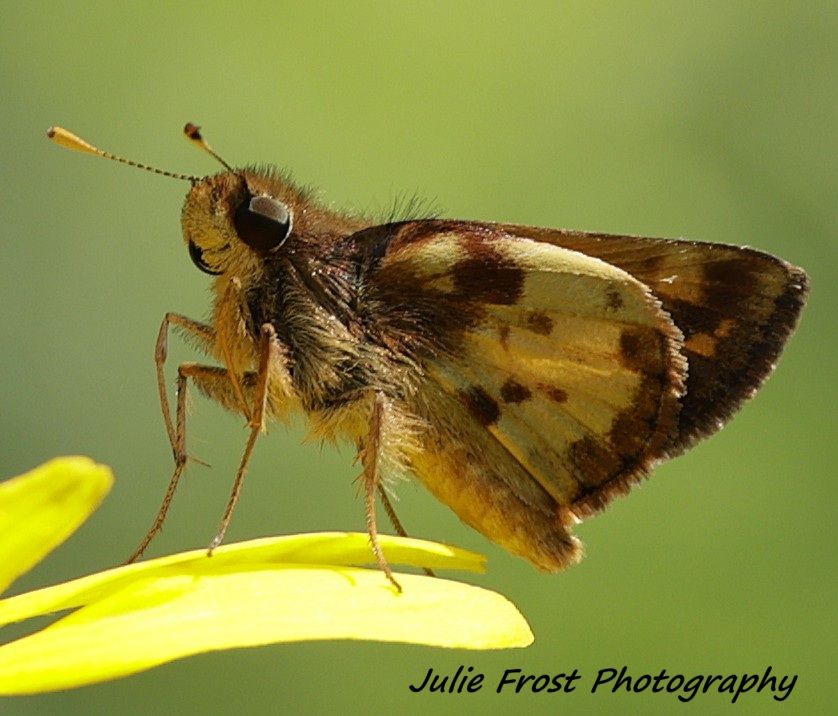 A zebulon skipper butterfly perched on a yellow flower petal. 