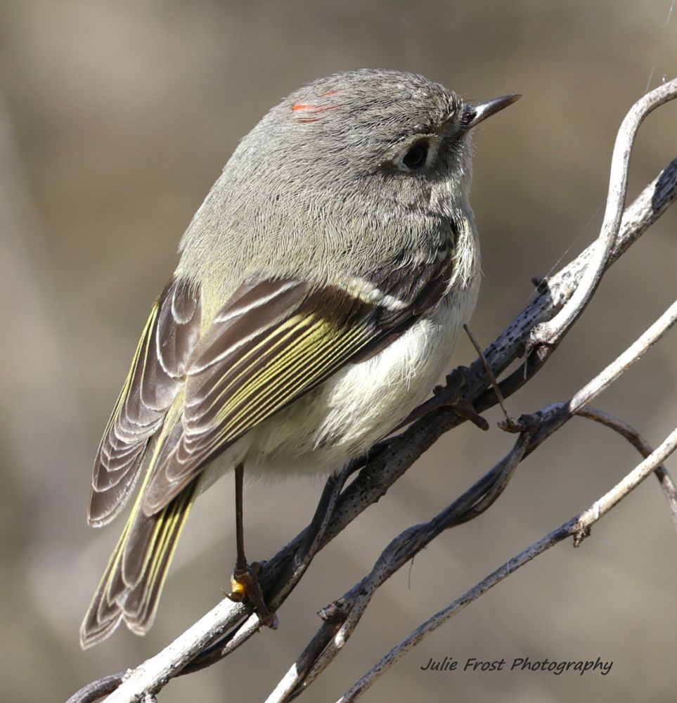 A ruby-crowned kinglet sits on a thin branch. A hint of its scarlet-red crown patch is visible. 