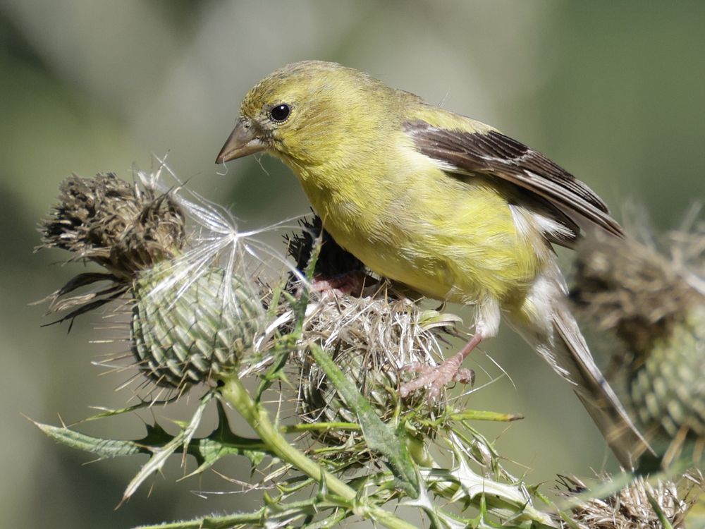 An American goldfinch perched on a thistle that has gone to seed. 