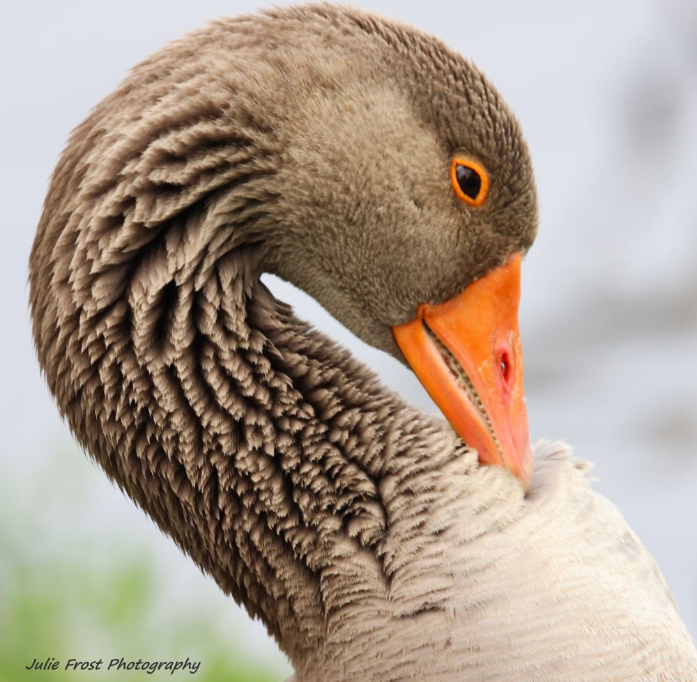 A graylag goose, a non-native escapee, preening. It is notable for its bright orange-rimed eye and orange bill. 