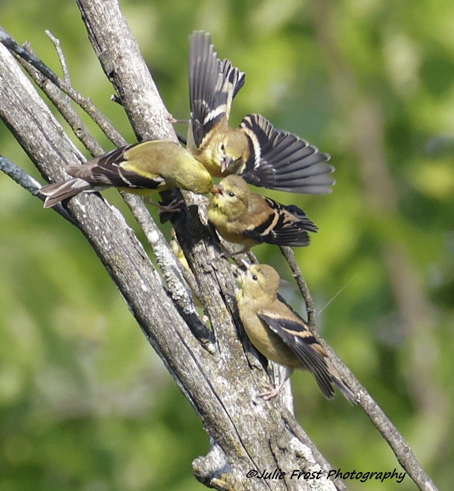 Three fledgling American goldfinches vie for food from a parent.