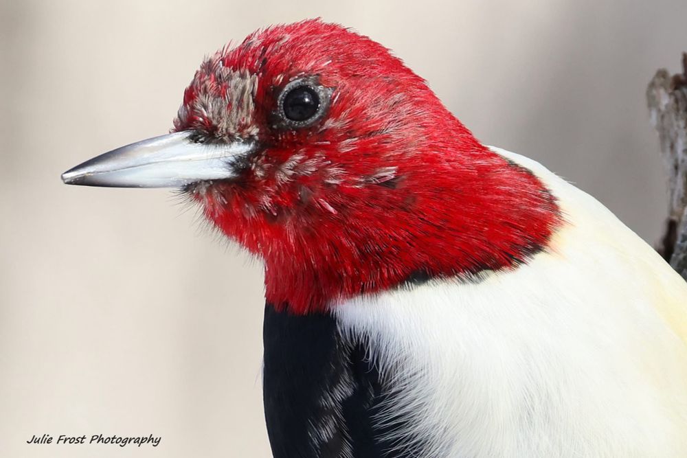 Headshot of a juvenile red-headed woodpecker as evidenced by an only partial red head. 